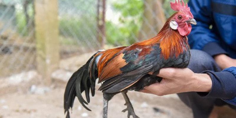 Saipan Jungke Fowl có nguồn gốc xuất xứ từ Mỹ