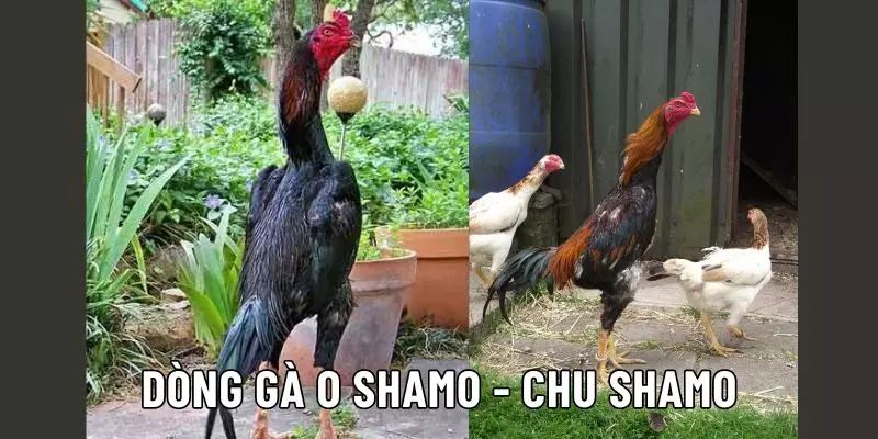 Tìm hiểu về gà Shamo