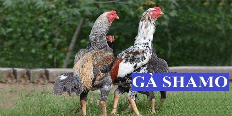 Tìm hiểu về nguồn gốc của gà Shamo